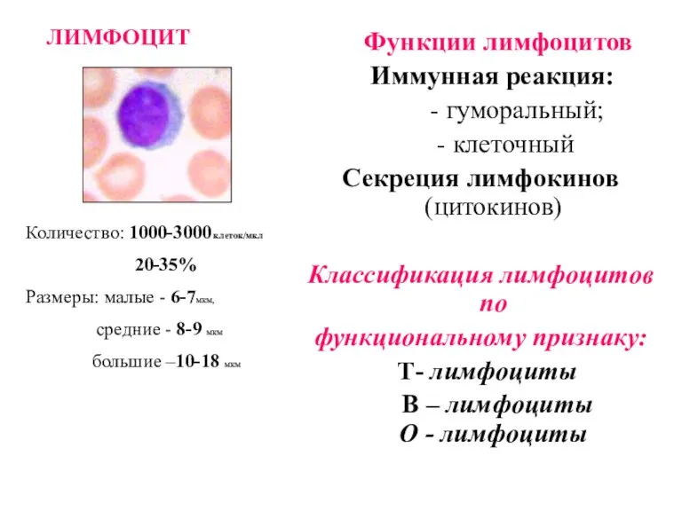 Функции лимфоцитов Иммунная реакция: - гуморальный; - клеточный Секреция лимфокинов