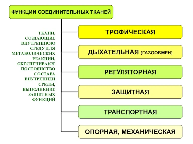 ТКАНИ, СОЗДАЮЩИЕ ВНУТРЕННЮЮ СРЕДУ ДЛЯ МЕТАБОЛИЧЕСКИХ РЕАКЦИЙ, ОБЕСПЕЧИВАЮТ ПОСТОЯНСТВО СОСТАВА ВНУТРЕННЕЙ СРЕДЫ, ВЫПОЛНЕНИЕ ЗАЩИТНЫХ ФУНКЦИЙ