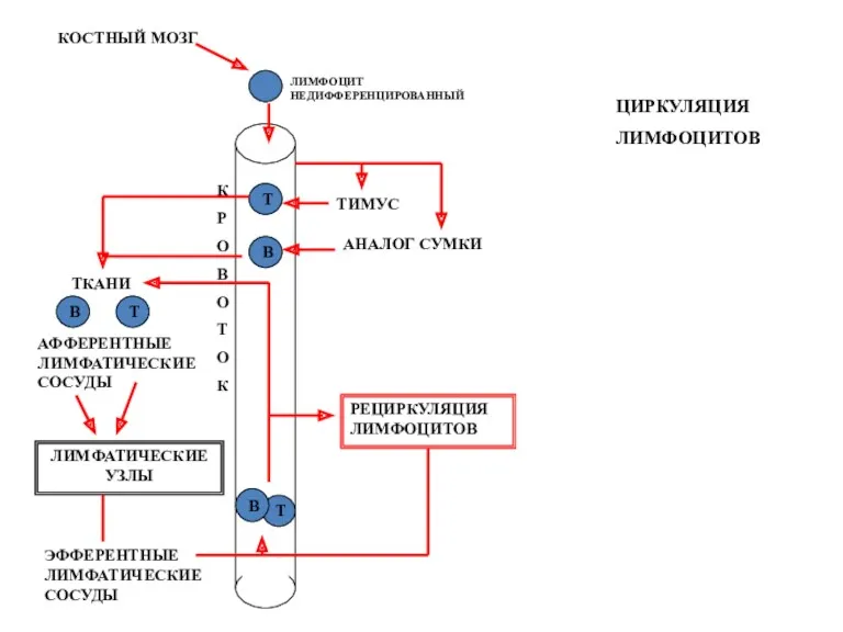 КОСТНЫЙ МОЗГ ЛИМФОЦИТ НЕДИФФЕРЕНЦИРОВАННЫЙ ТИМУС АНАЛОГ СУМКИ Т В В