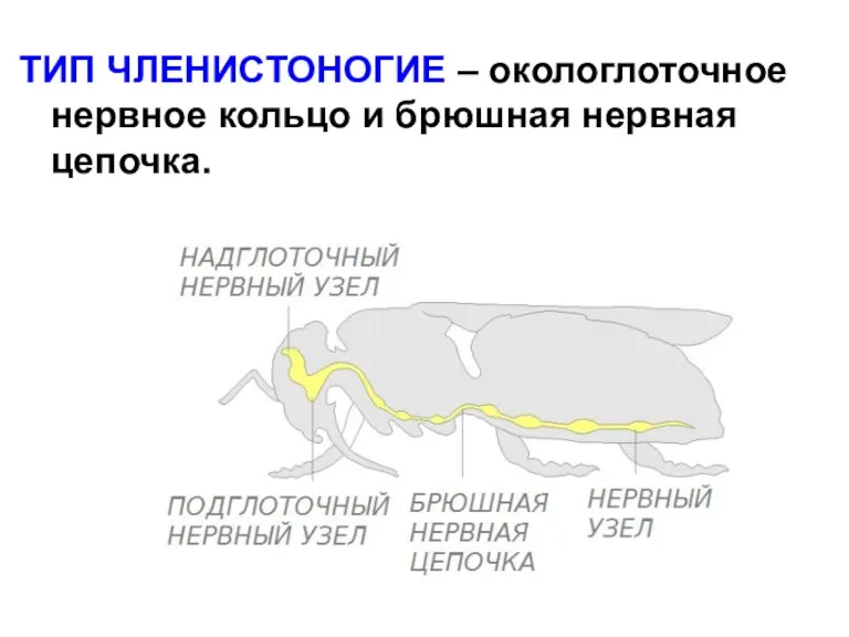 ТИП ЧЛЕНИСТОНОГИЕ – окологлоточное нервное кольцо и брюшная нервная цепочка.