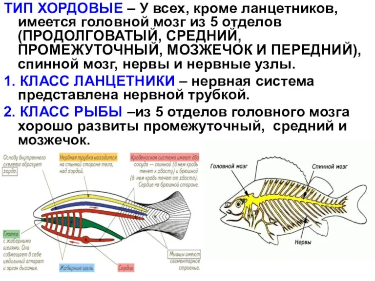 ТИП ХОРДОВЫЕ – У всех, кроме ланцетников, имеется головной мозг