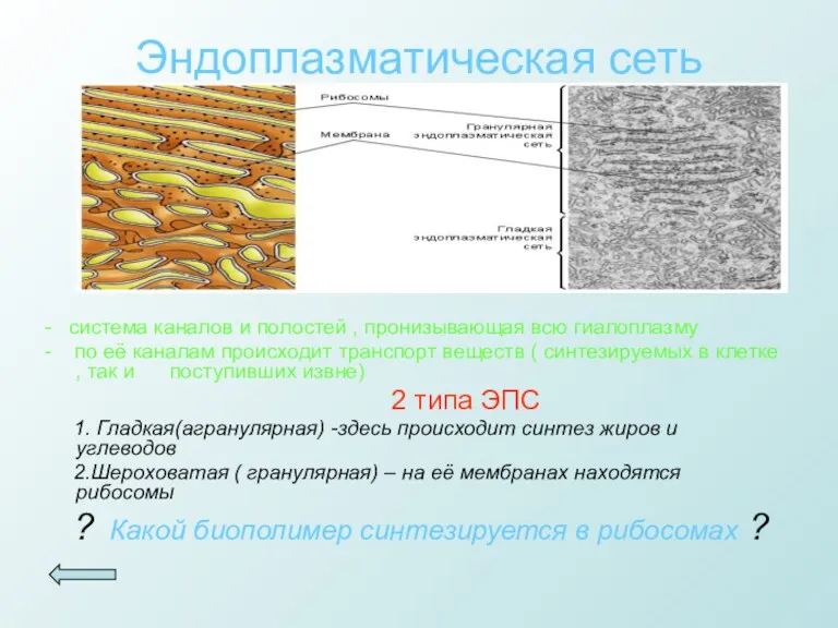 Эндоплазматическая сеть - система каналов и полостей , пронизывающая всю