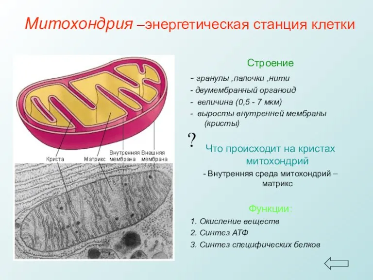 Митохондрия –энергетическая станция клетки Строение - гранулы ,палочки ,нити -