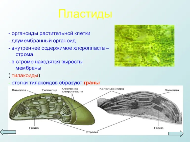 Пластиды - органоиды растительной клетки - двумембранный органоид - внутреннее