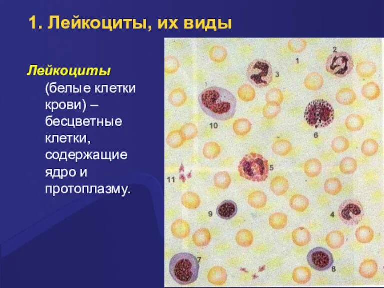 1. Лейкоциты, их виды Лейкоциты (белые клетки кpови) – бесцветные клетки, содеpжащие ядpо и пpотоплазму.