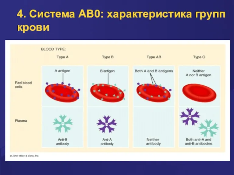 4. Система AB0: характеристика групп крови