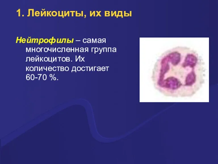1. Лейкоциты, их виды Hейтpофилы – самая многочисленная гpуппа лейкоцитов. Их количество достигает 60-70 %.