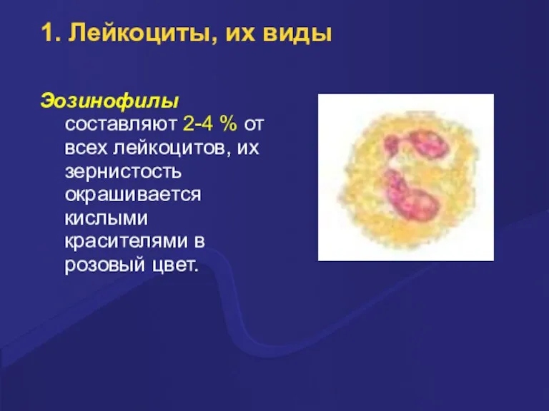 1. Лейкоциты, их виды Эозинофилы составляют 2-4 % от всех