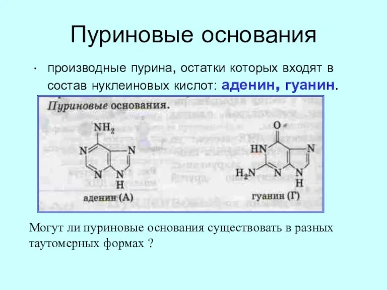 Пуриновые основания производные пурина, остатки которых входят в состав нуклеиновых