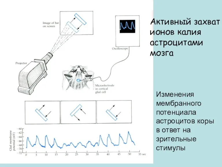 Активный захват ионов калия астроцитами мозга Изменения мембранного потенциала астроцитов коры в ответ на зрительные стимулы