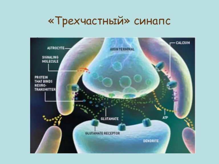 «Трехчастный» синапс