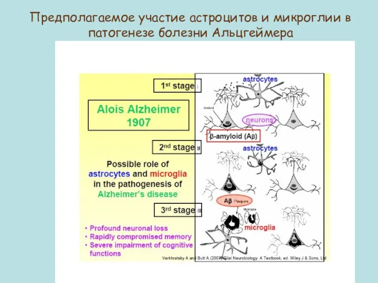 Предполагаемое участие астроцитов и микроглии в патогенезе болезни Альцгеймера