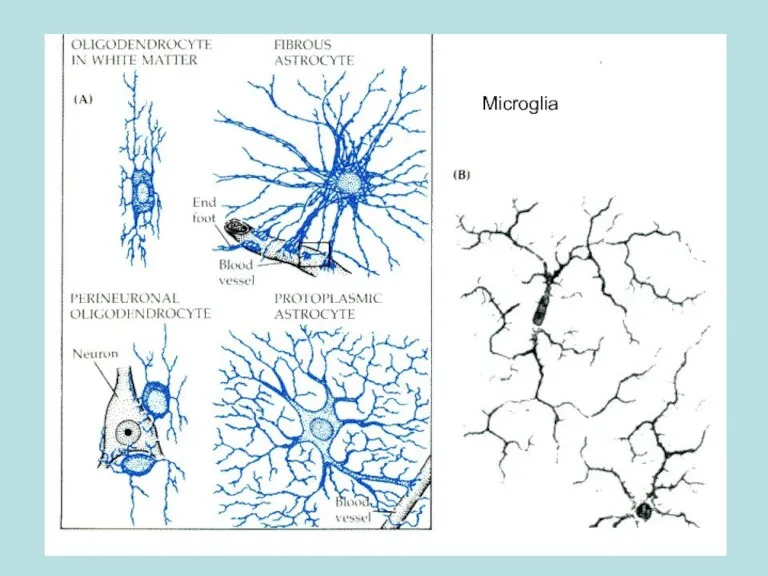 Microglia