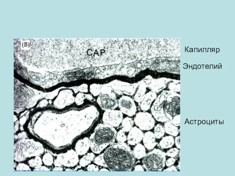 Капилляр Эндотелий Астроциты
