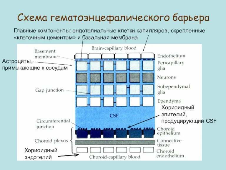 Схема гематоэнцефалического барьера Главные компоненты: эндотелиальные клетки капилляров, скрепленные «клеточным