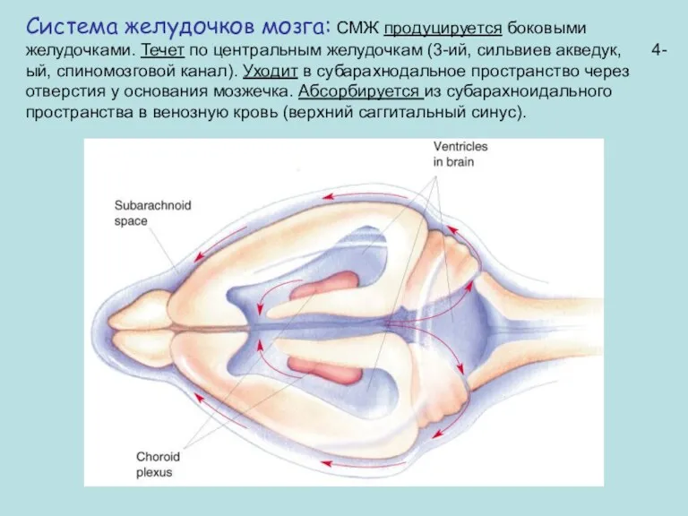 Система желудочков мозга: СМЖ продуцируется боковыми желудочками. Течет по центральным