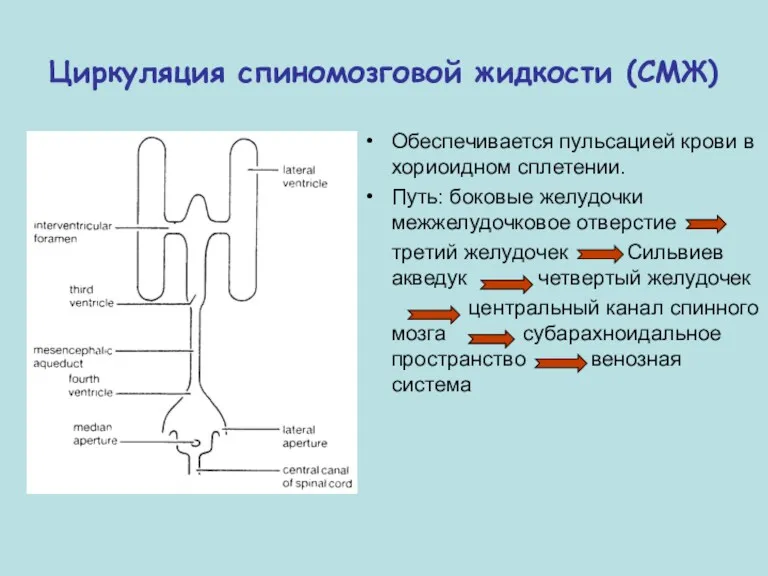 Циркуляция спиномозговой жидкости (СМЖ) Обеспечивается пульсацией крови в хориоидном сплетении.