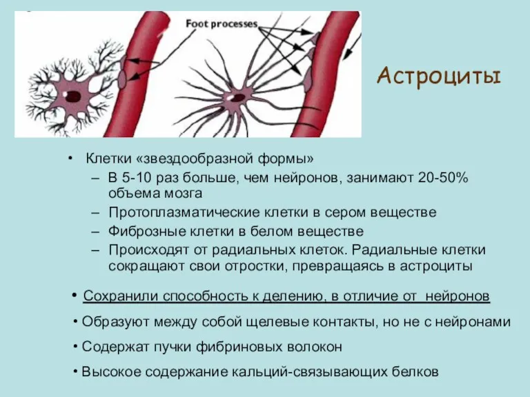 Астроциты Клетки «звездообразной формы» В 5-10 раз больше, чем нейронов,