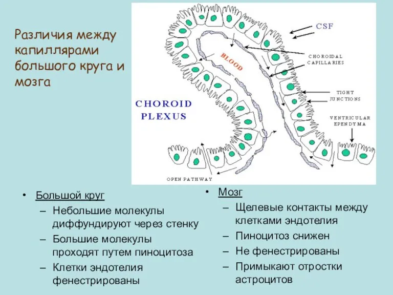 Различия между капиллярами большого круга и мозга Большой круг Небольшие