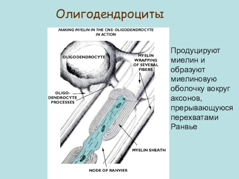 Олигодендроциты Продуцируют миелин и образуют миелиновую оболочку вокруг аксонов, прерывающуюся перехватами Ранвье