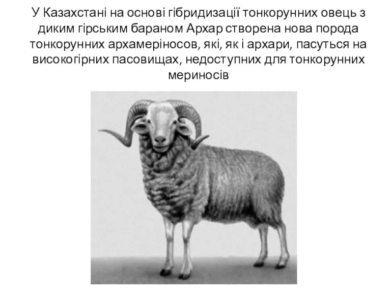 У Казахстані на основі гібридизації тонкорунних овець з диким гірським бараном Архар створена