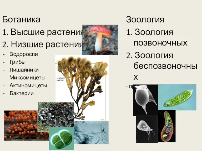 Ботаника 1. Высшие растения 2. Низшие растения: Водоросли Грибы Лишайники