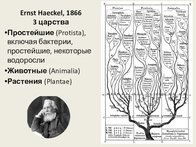 Ernst Haeckel, 1866 3 царства Простейшие (Protista), включая бактерии, простейшие, некоторые водоросли Животные (Animalia) Растения (Plantae)