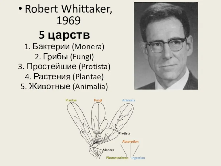 Robert Whittaker, 1969 5 царств 1. Бактерии (Monera) 2. Грибы