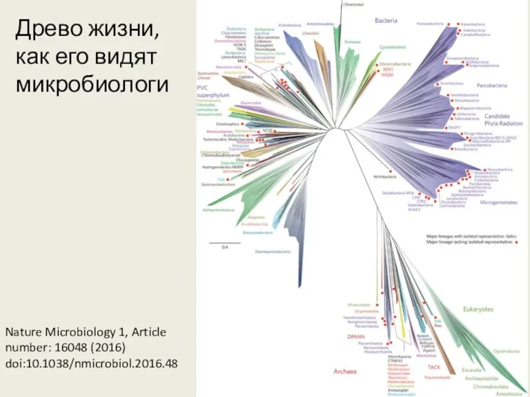 Древо жизни, как его видят микробиологи Nature Microbiology 1, Article number: 16048 (2016) doi:10.1038/nmicrobiol.2016.48