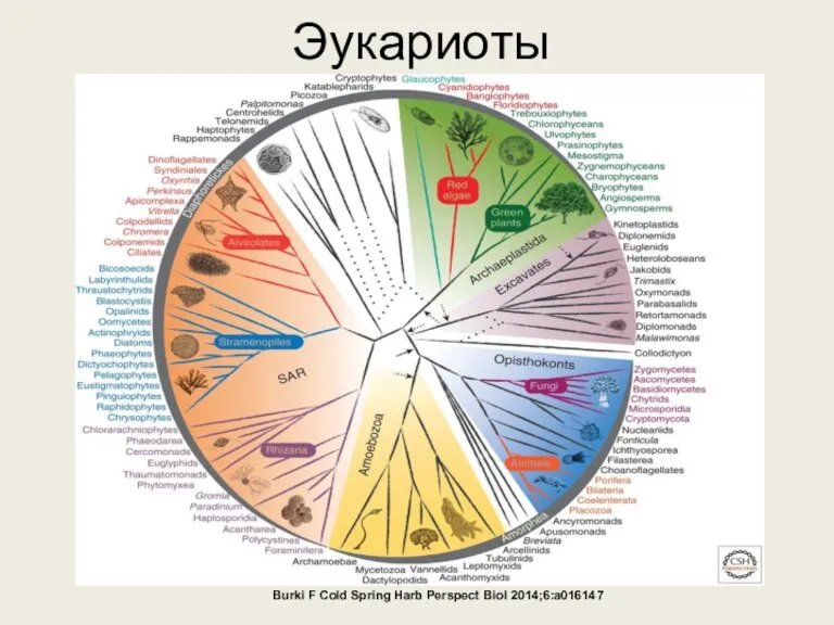 Эукариоты Burki F Cold Spring Harb Perspect Biol 2014;6:a016147