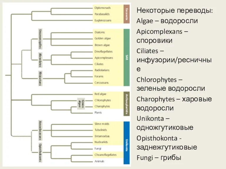 Некоторые переводы: Algae – водоросли Apicomplexans – споровики Ciliates –