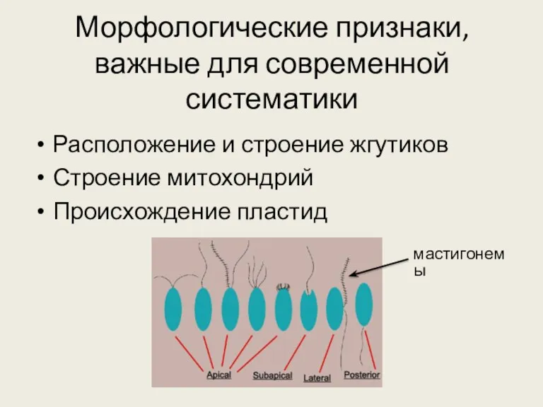 Морфологические признаки, важные для современной систематики Расположение и строение жгутиков Строение митохондрий Происхождение пластид мастигонемы