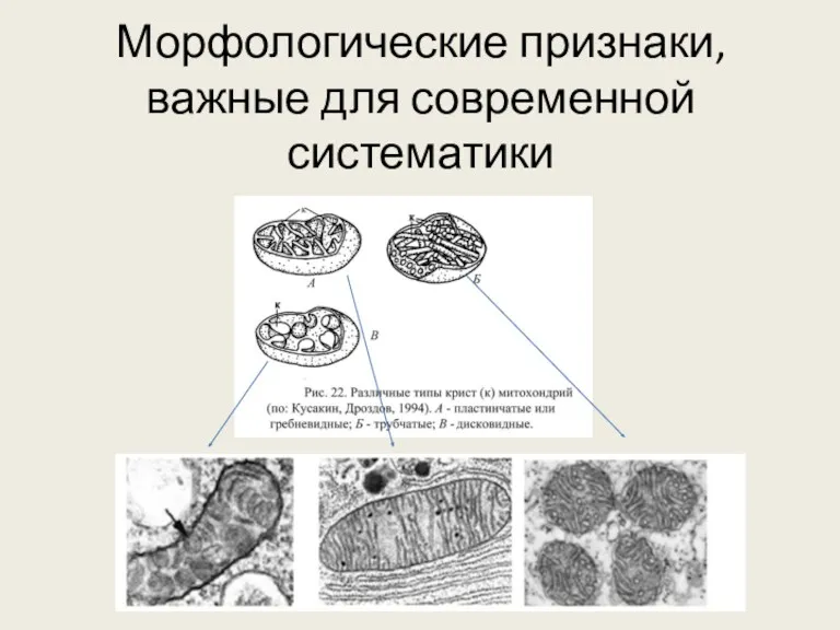 Морфологические признаки, важные для современной систематики