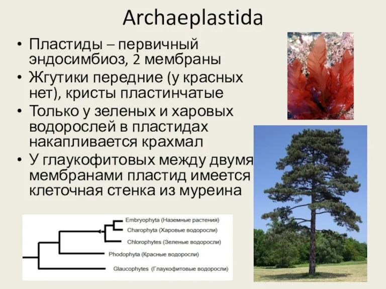 Archaeplastida Пластиды – первичный эндосимбиоз, 2 мембраны Жгутики передние (у