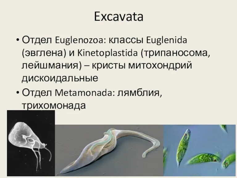 Excavata Отдел Euglenozoa: классы Euglenida (эвглена) и Kinetoplastida (трипаносома, лейшмания)