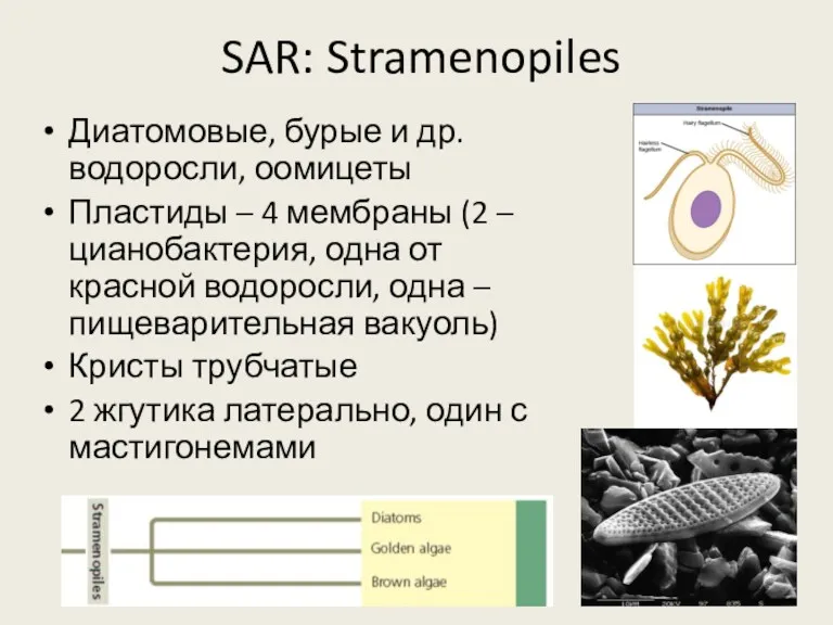 SAR: Stramenopiles Диатомовые, бурые и др. водоросли, оомицеты Пластиды –