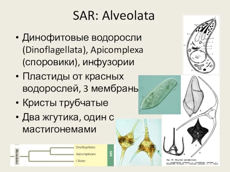 SAR: Alveolata Динофитовые водоросли (Dinoflagellata), Apicomplexa (споровики), инфузории Пластиды от