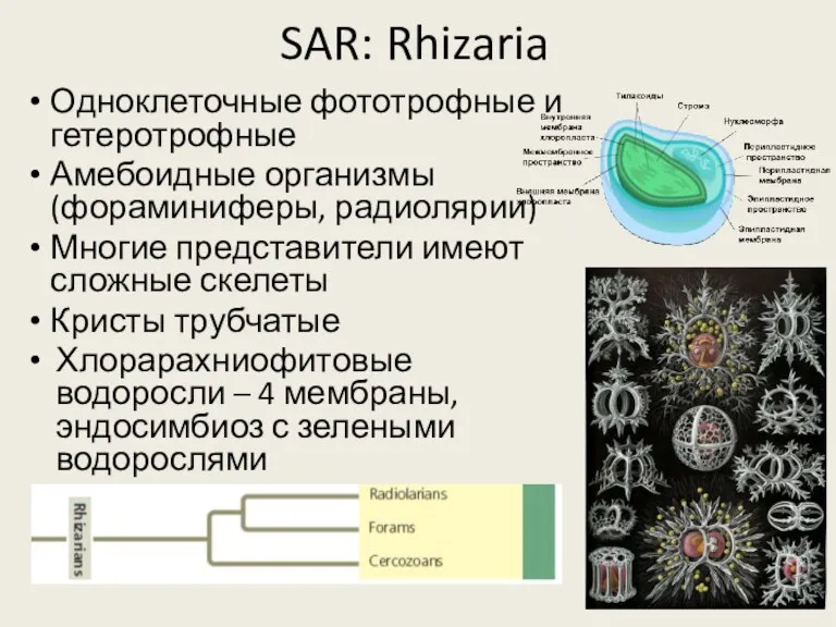 SAR: Rhizaria Одноклеточные фототрофные и гетеротрофные Амебоидные организмы (фораминиферы, радиолярии)
