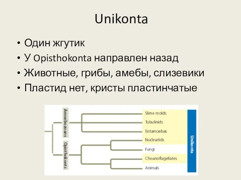 Unikonta Один жгутик У Opisthokonta направлен назад Животные, грибы, амебы, слизевики Пластид нет, кристы пластинчатые