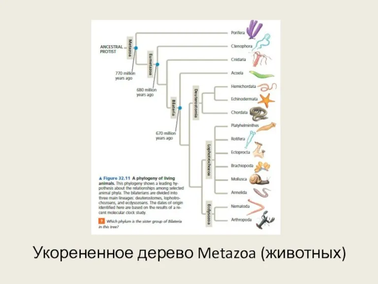 Укорененное дерево Metazoa (животных)