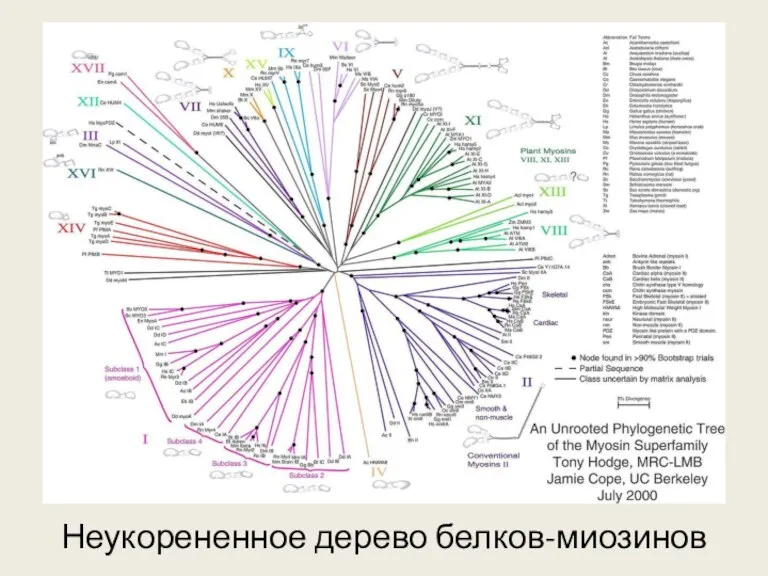 Неукорененное дерево белков-миозинов