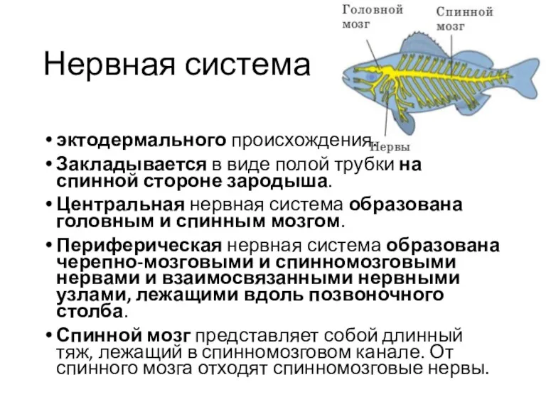 Нервная система эктодермального происхождения. Закладывается в виде полой трубки на