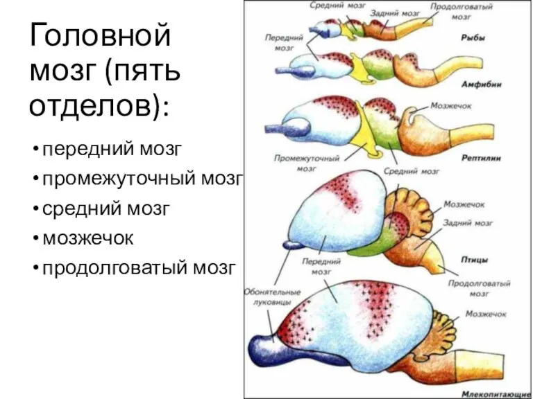 передний мозг промежуточный мозг средний мозг мозжечок продолговатый мозг Головной мозг (пять отделов):