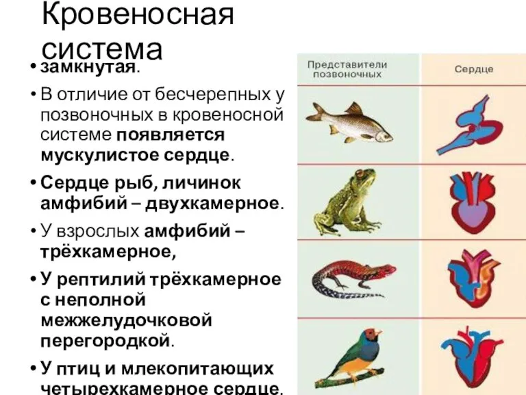 замкнутая. В отличие от бесчерепных у позвоночных в кровеносной системе