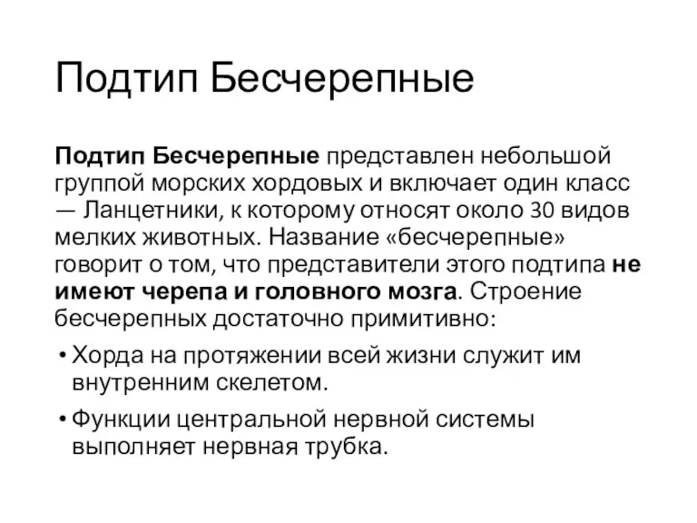 Подтип Бесчерепные Подтип Бесчерепные представлен небольшой группой морских хордовых и