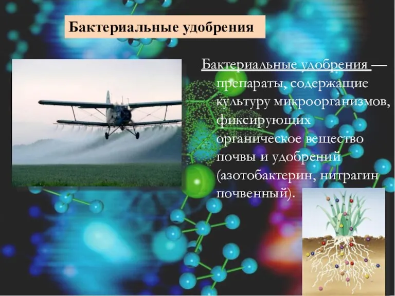 Бактериальные удобрения — препараты, содержащие культуру микроорганизмов, фиксирующих органическое вещество