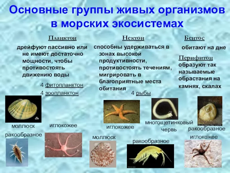 Основные группы живых организмов в морских экосистемах Бентос дрейфуют пассивно