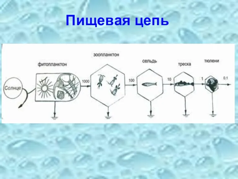 Пищевая цепь