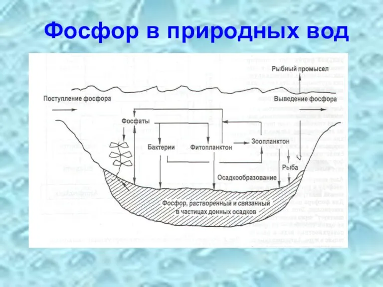 Фосфор в природных вод