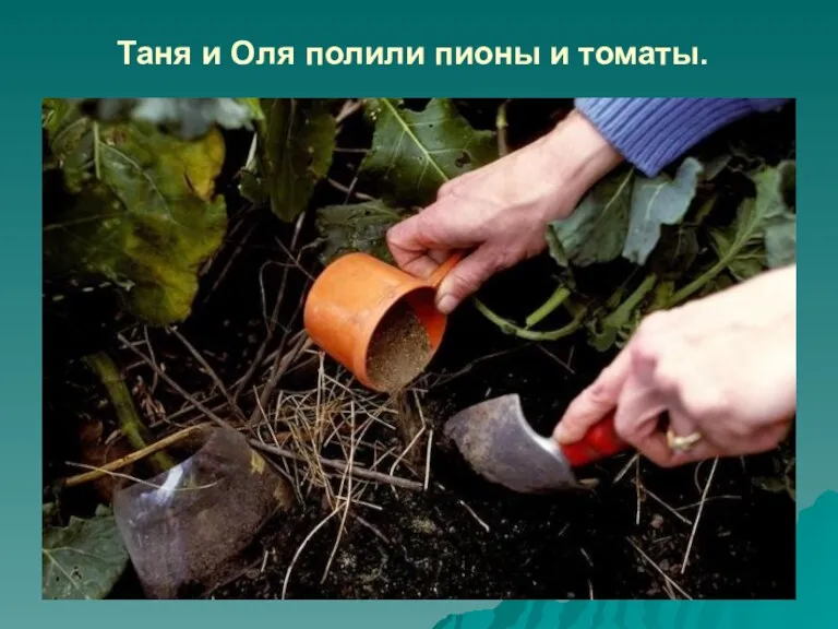 Таня и Оля полили пионы и томаты.